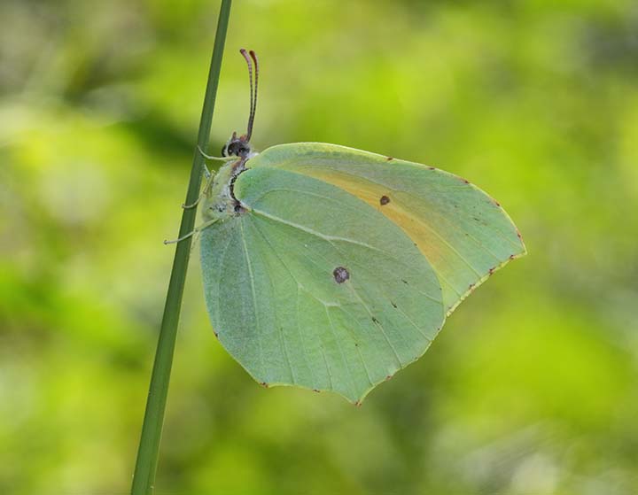 Gonepteryx cleopatra