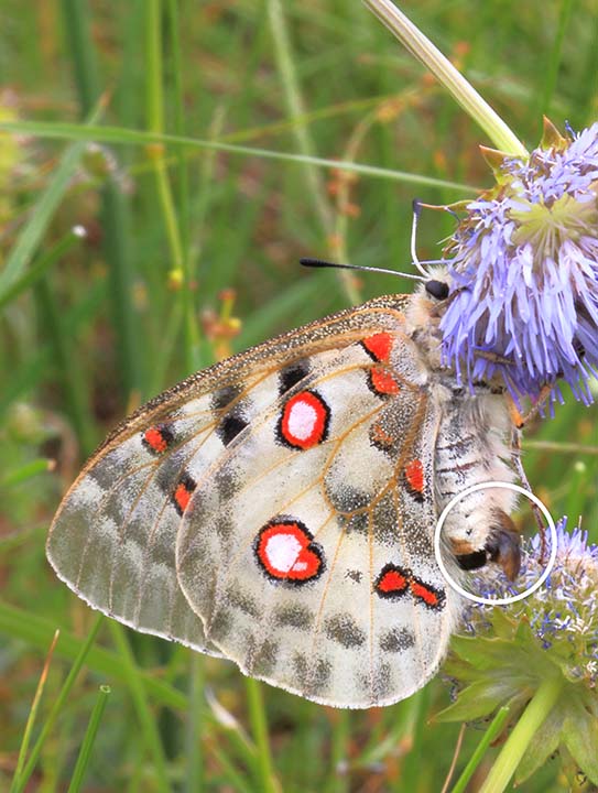 Parnasius apollo
