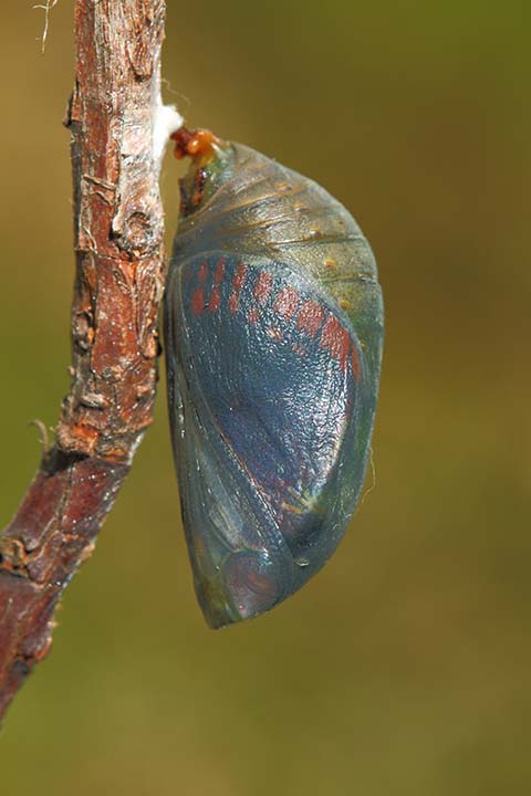 Crisálida de Charaxes jasius