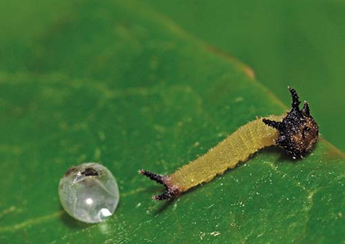 Eclosión de Charaxes jasius