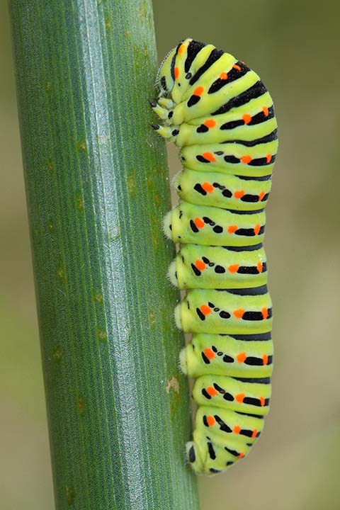 Oruga de Papilio machaon