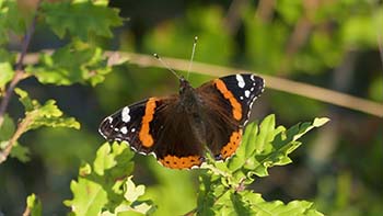 Vanessa atalanta