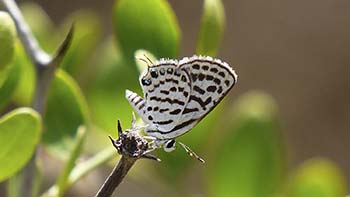 Tarucus theophrastus