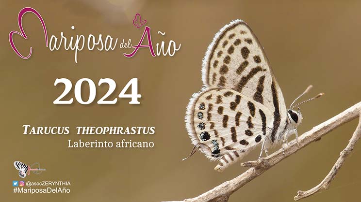 MDA 2024 Tarucus theophrastus