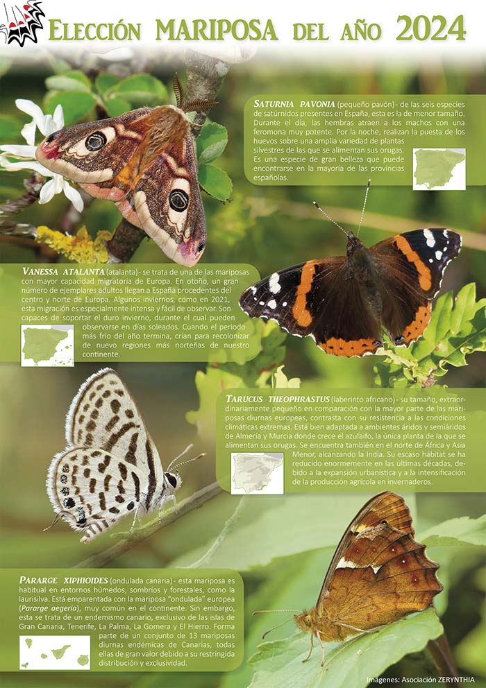 Elección Mariposa del año 2024