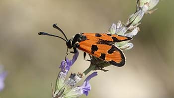 Zygaena ignifera