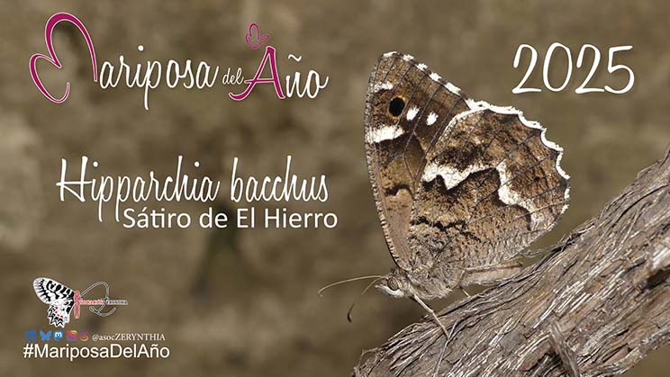 MDA 2025 Hipparchia bacchus