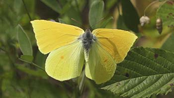 Gonepteryx cleobule