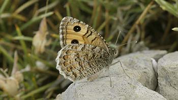 Pseudochazara williamsi