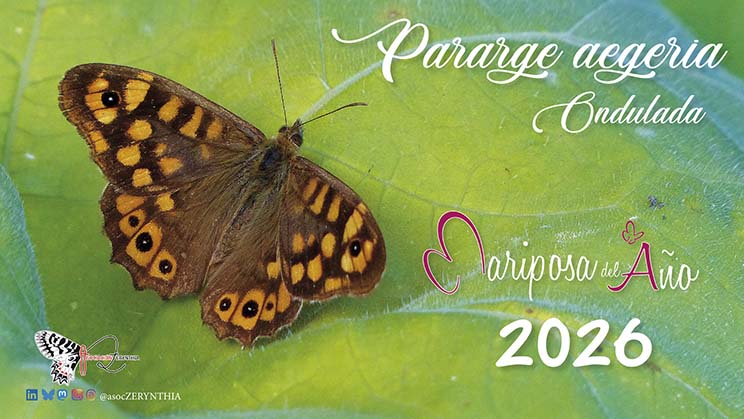 Mariposa del año 2026 Pararge aegeria