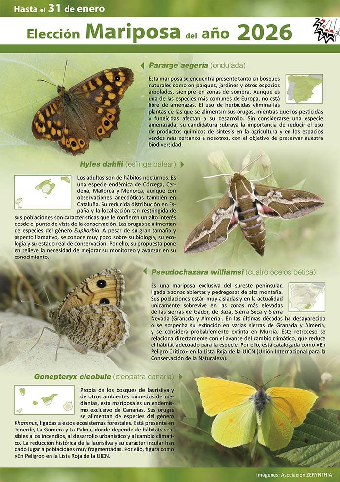 Elección Mariposa del año 2026