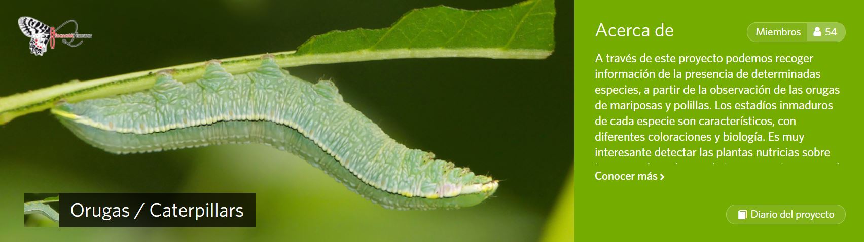 ORUGAS